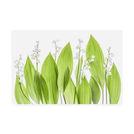 Mandy Disher 'Lily Of The Valley Green' Canvas Art,12x19